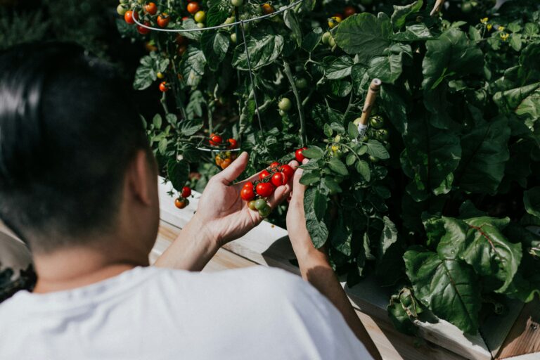 Tomaten von lokalen Händlern aus Brasilien